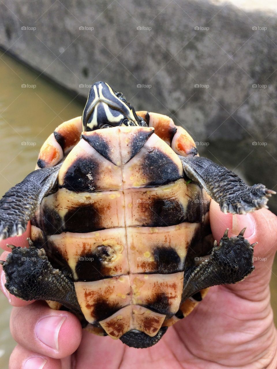 Turtle on hand holding for release into river