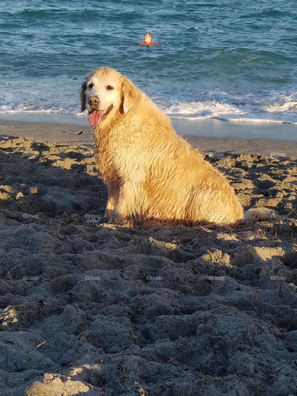 Old pup at the beach