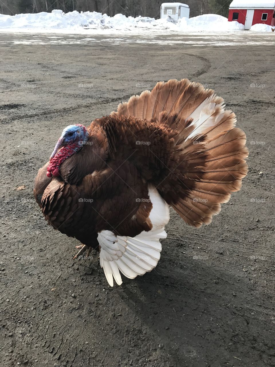 Turkey on the road