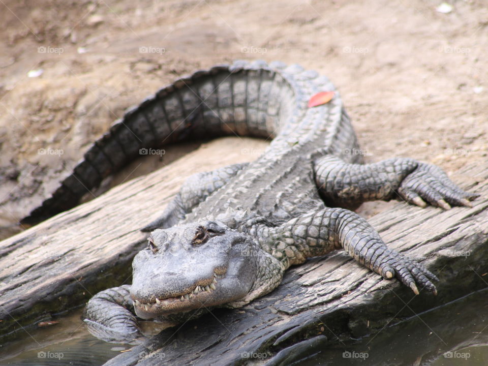 Alligator on logs
