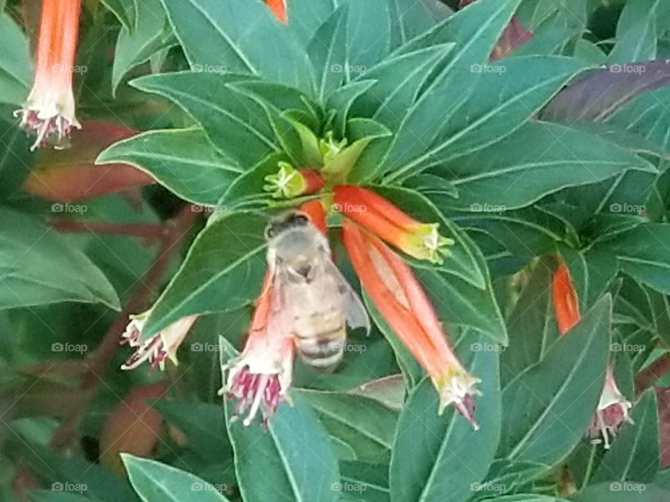 Bee and Flowers