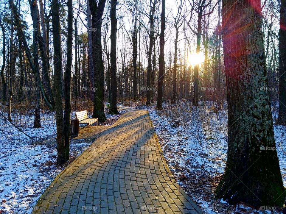 Sun rays breaking through the trees in the winter Park