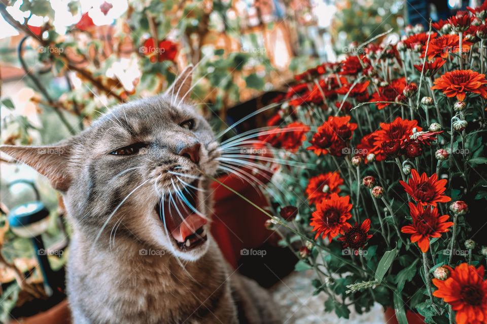 Cat and red flowers
