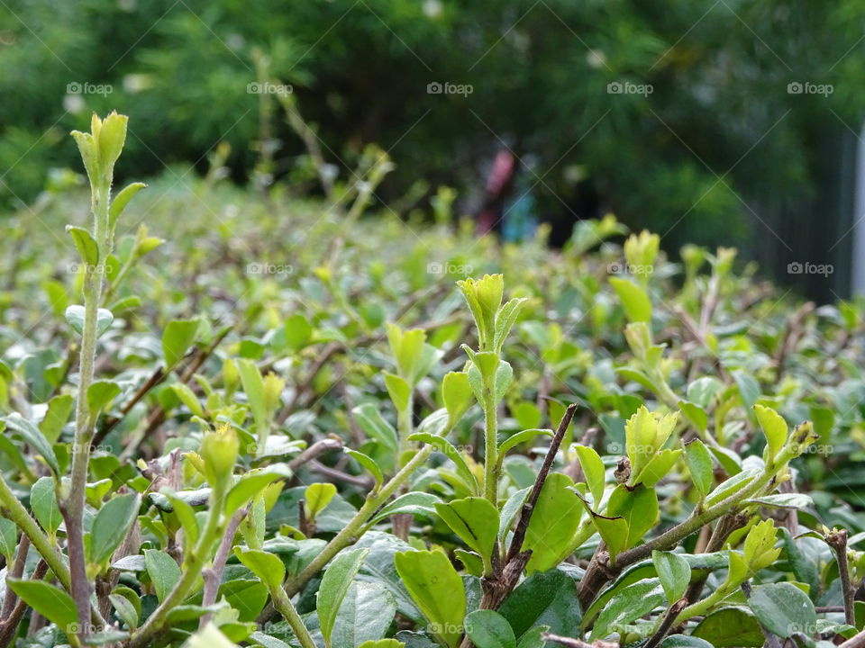 garden tree