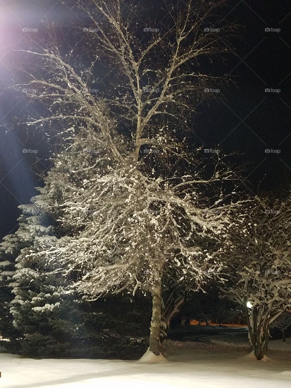 Fresh snow on trees
