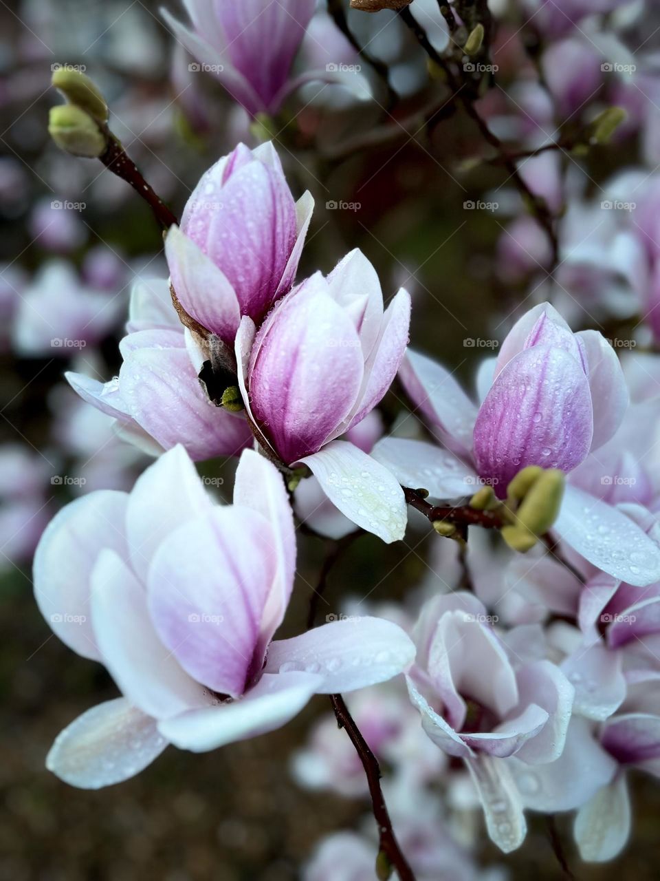 Spring time! Magnolia blooming.