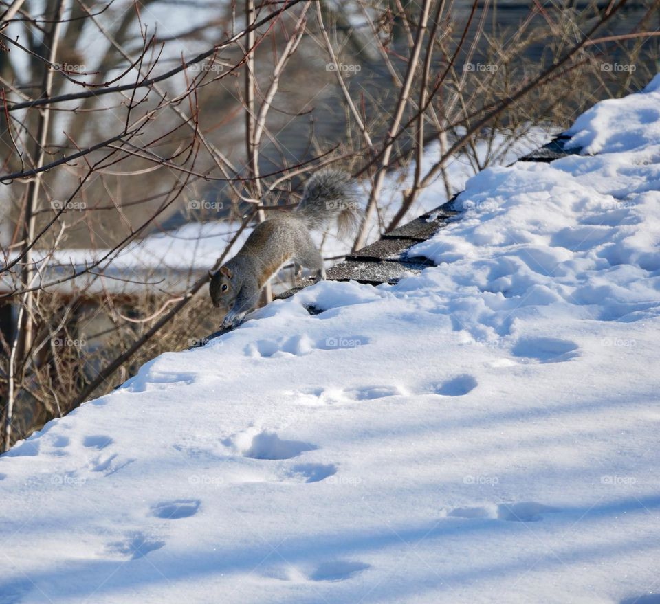 A squirrel traverses a snow-covered roof, in the great outdoors. It seems to enjoy the cold! 