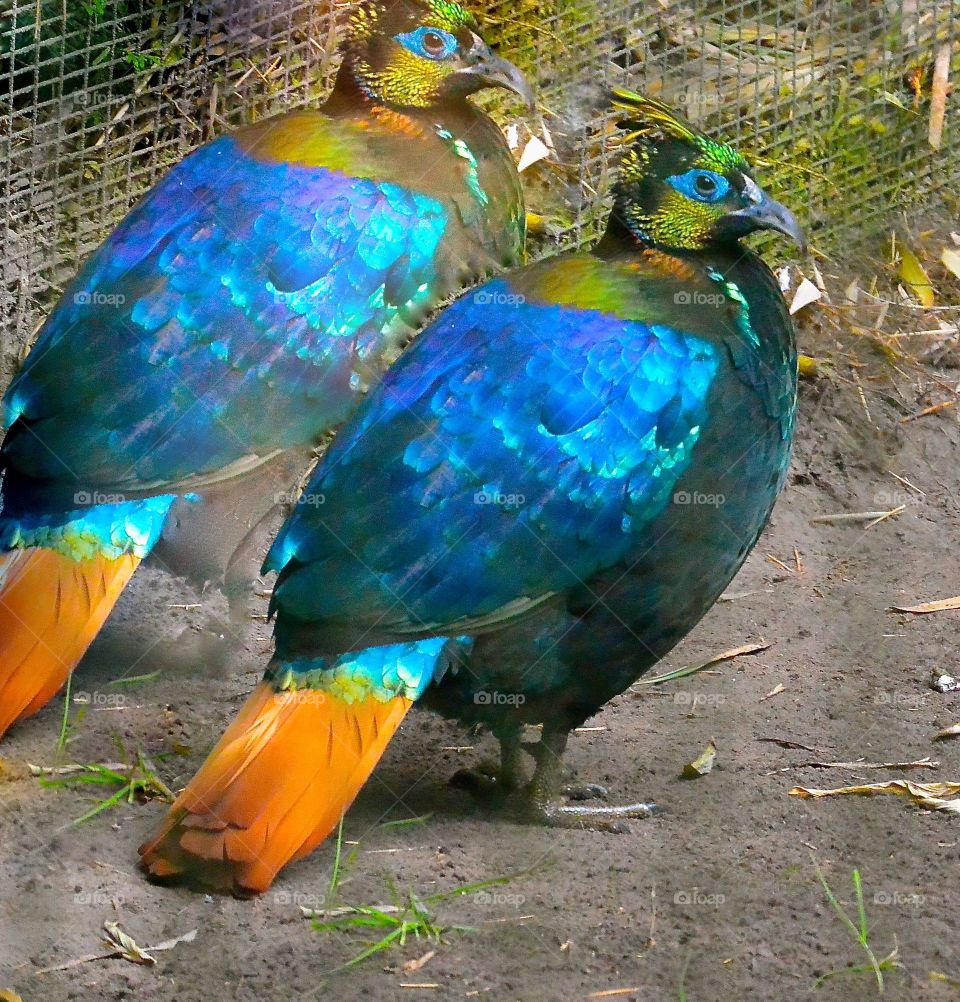 Two colorful birds