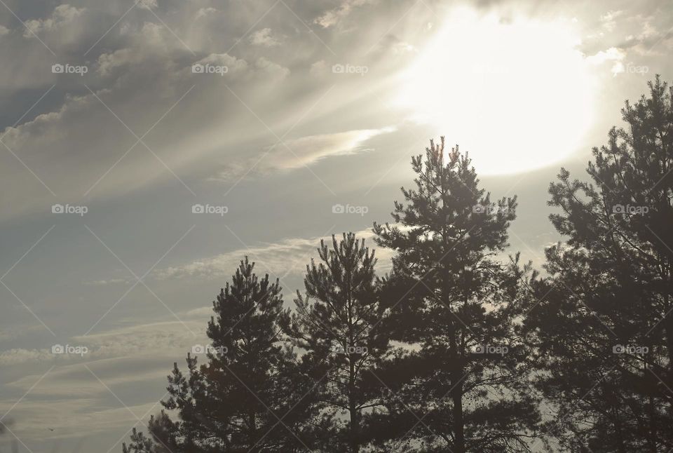 Forest, sky, sunset.