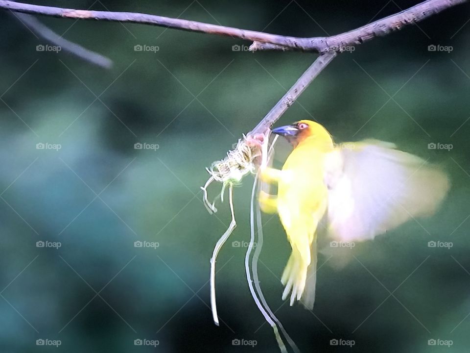 Weaver Bird during his Nest stage