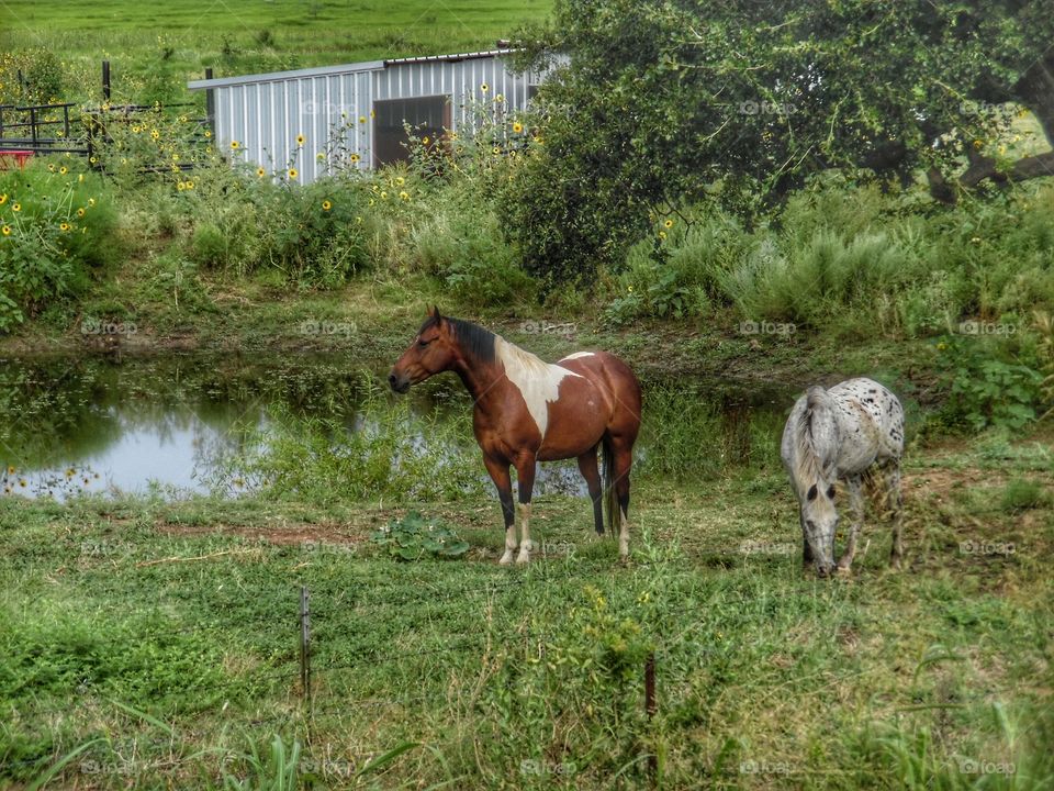 horse 🐴 pasture. This is a picture I took of some horses that I saw while out riding my bike 🚲 this weekend. 👣 🚶 🏃 🔥 💨