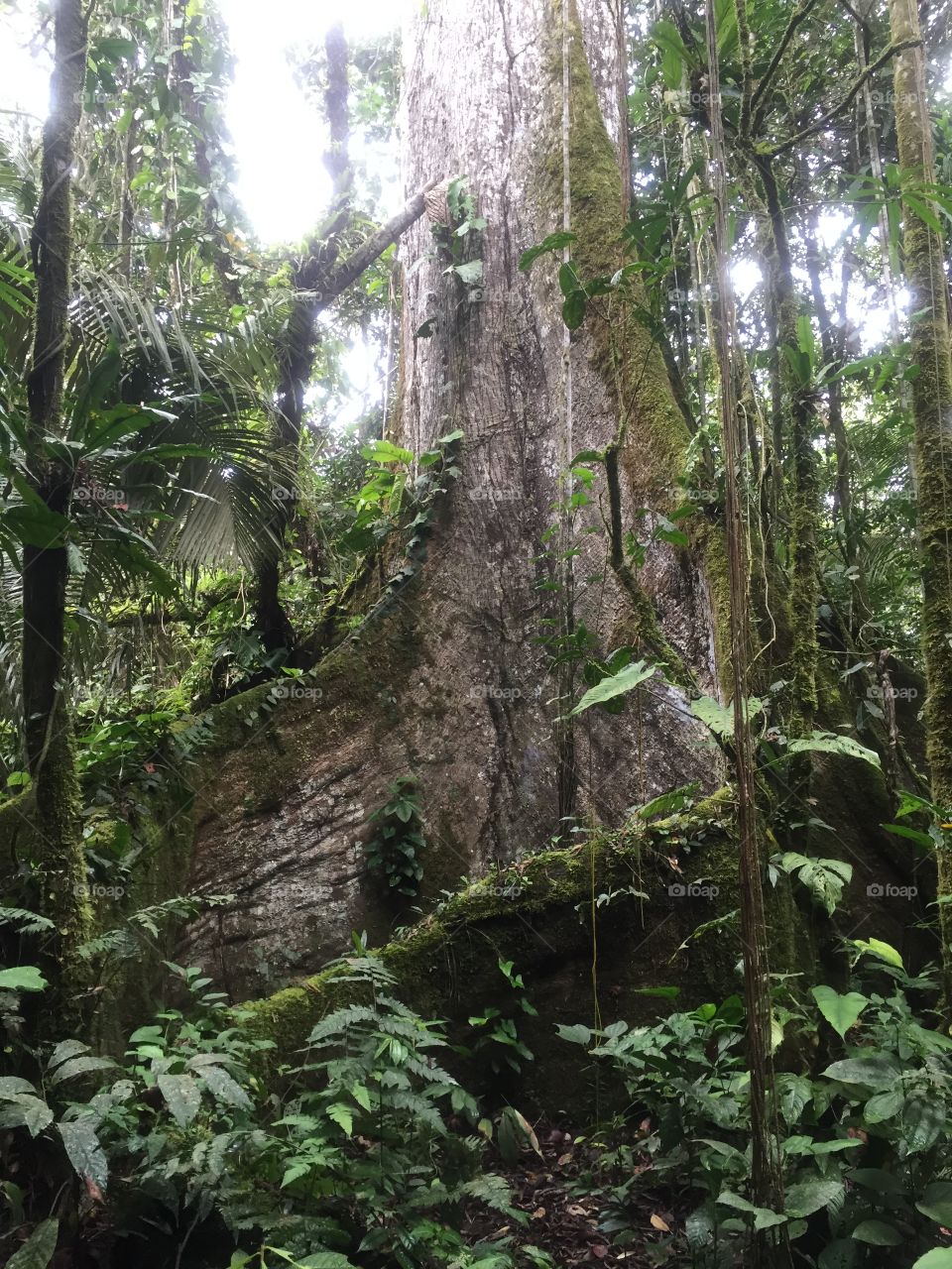 Kapok tree Amazon rainforest 