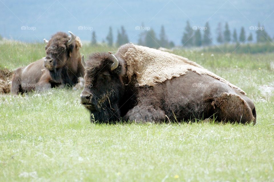 Bison