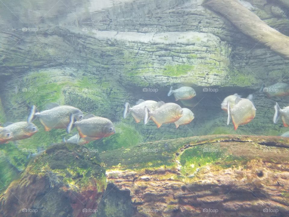 red bellied piranha in Ankara aquarium in turkey