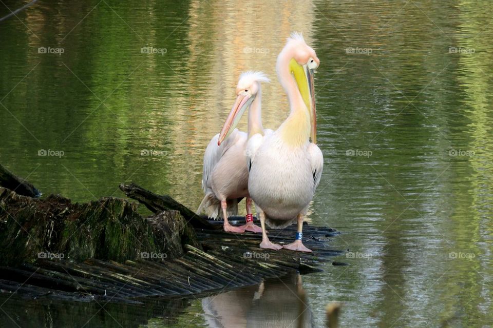 pelicans