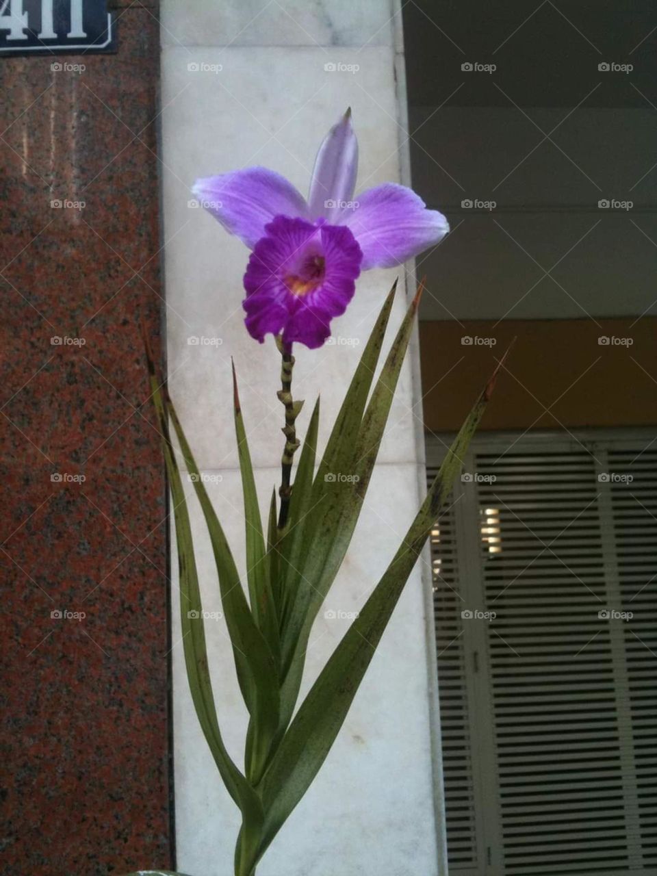 violet orchid in Ipanema