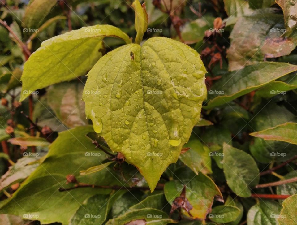 Rain - Leaf