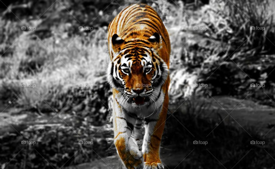 Tiger