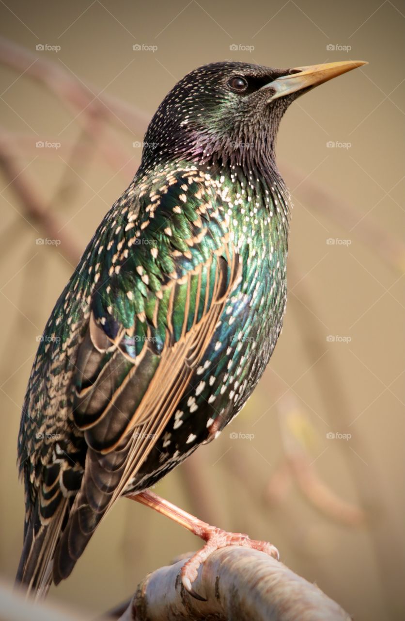 Starling 