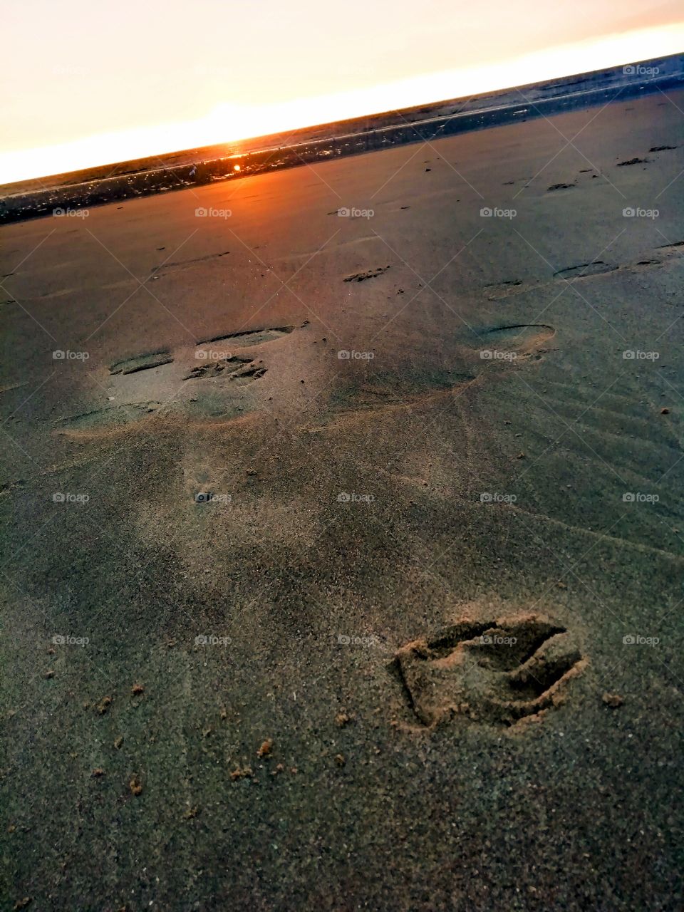sunset at the beach - paw print