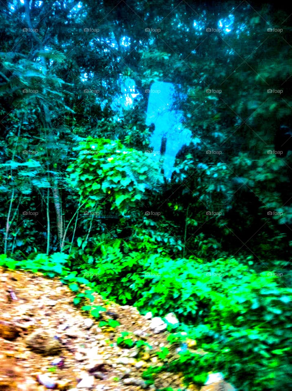 Rain forest in Jamaica