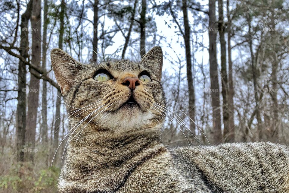 Looking Up