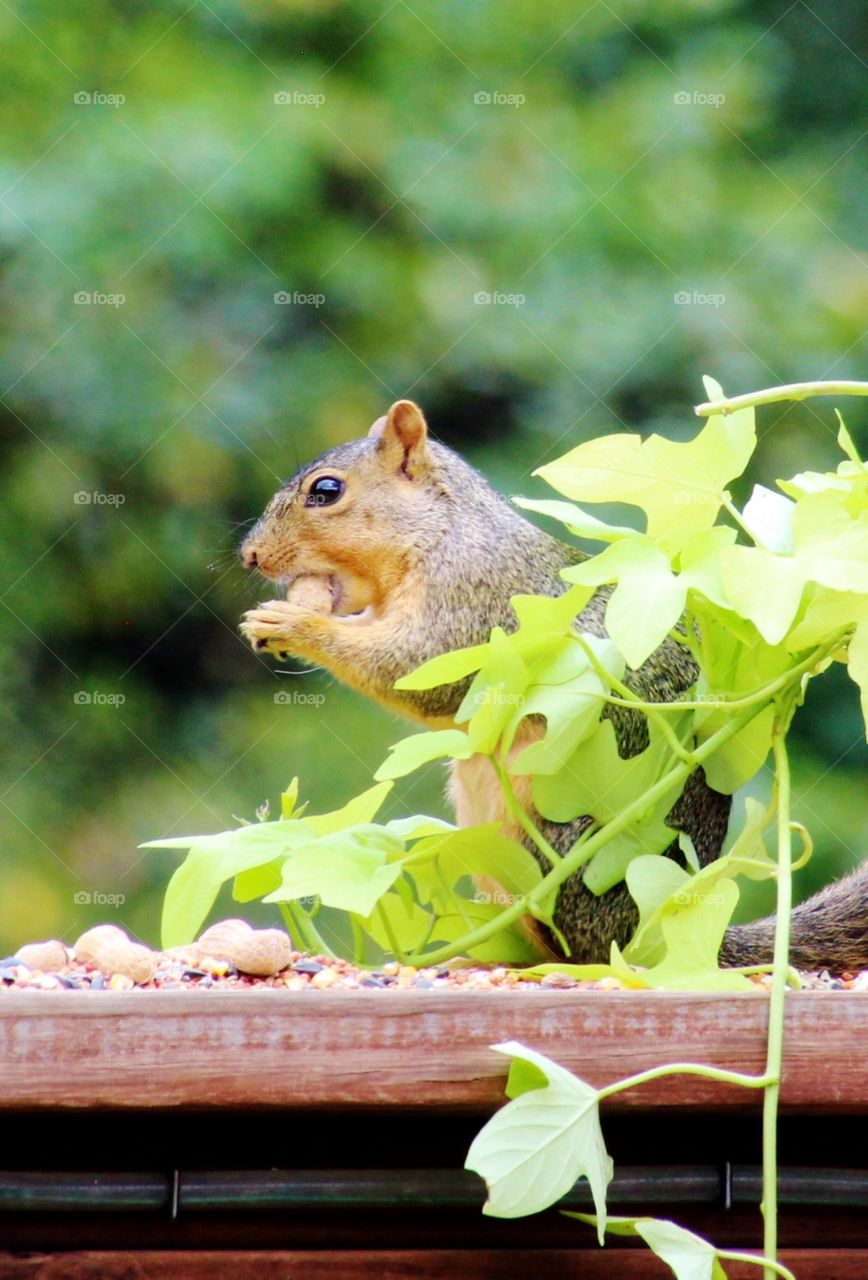 Cute Squirrel 