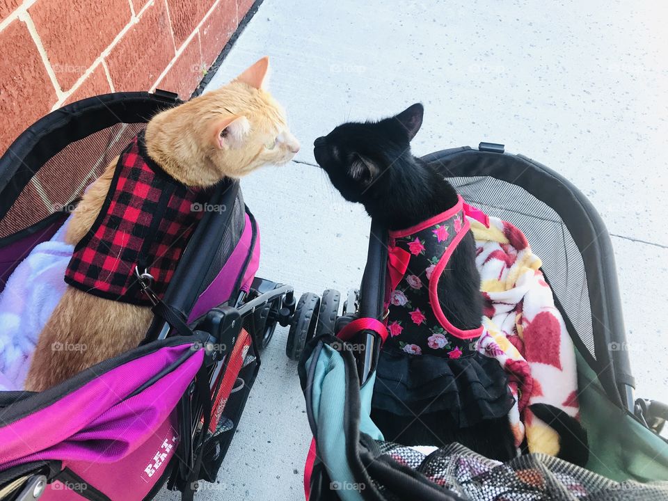 Adorable little black cat and orange tabby cat siblings out for morning stroll giving each other a little reassuring sniff! ❤️