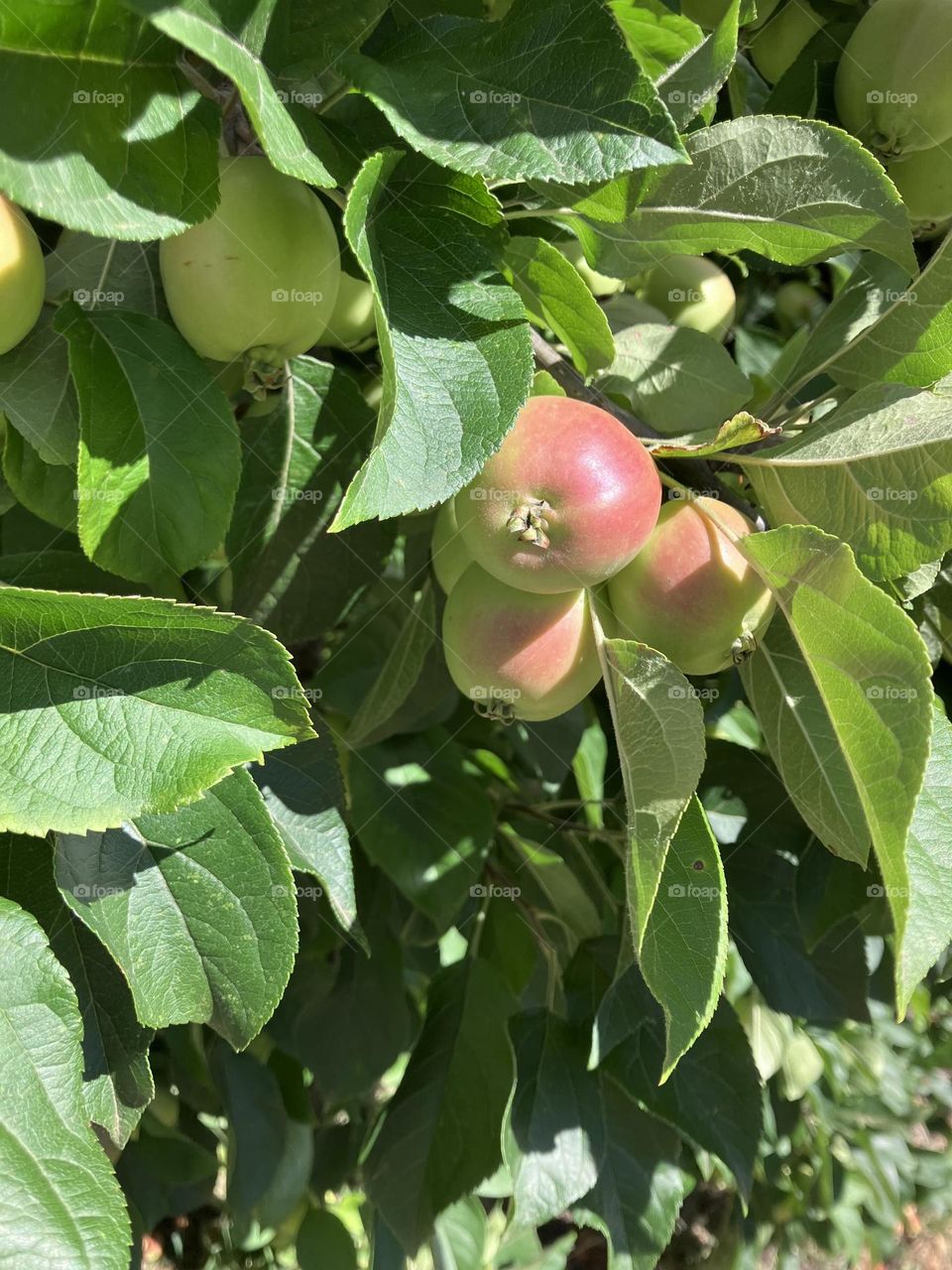 Cider Apples 