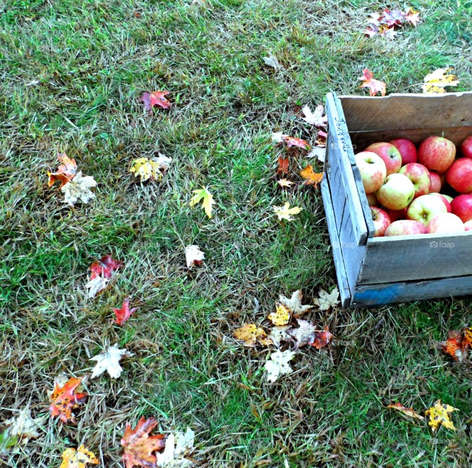 First Fall Apples