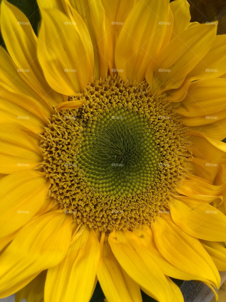 Face of bright yellow Sunflower close-up, macro, with focus on the seeded center surrounded by petals