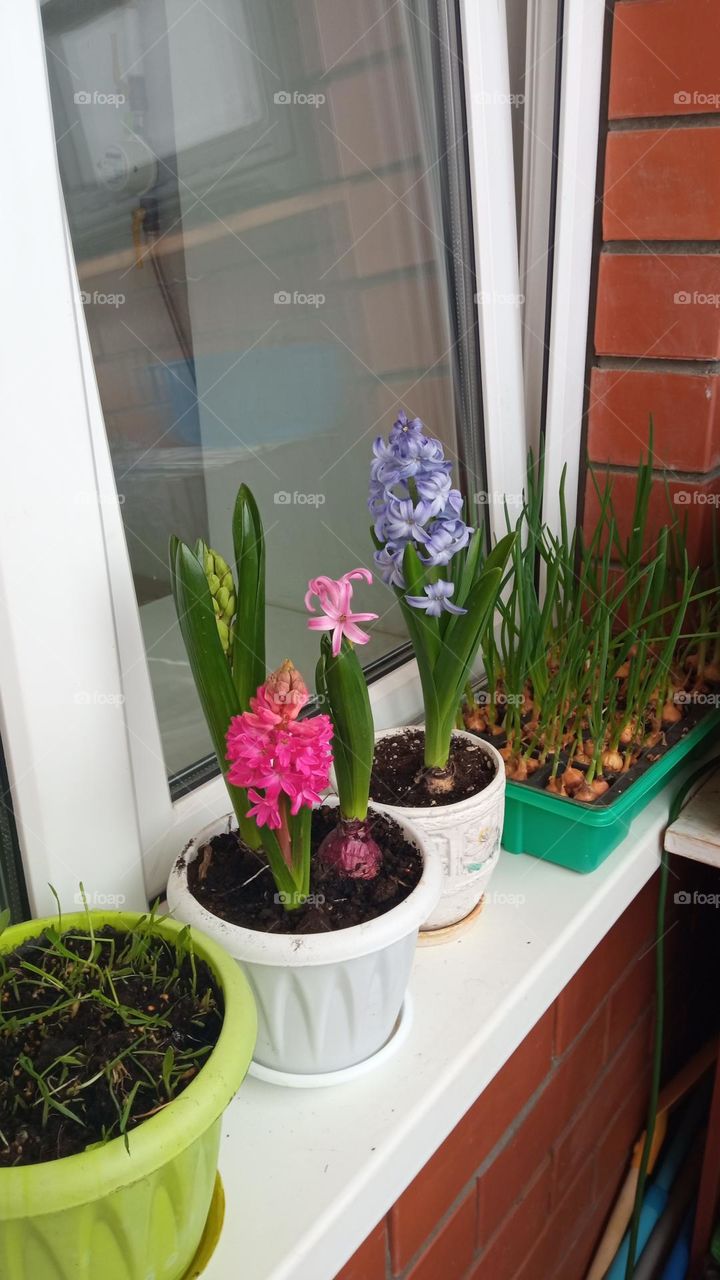Mini garden on the windowsill.