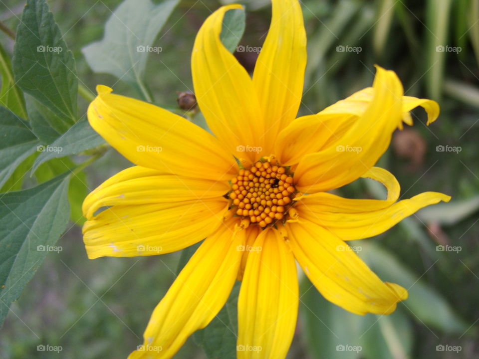 Nature, No Person, Summer, Flower, Flora