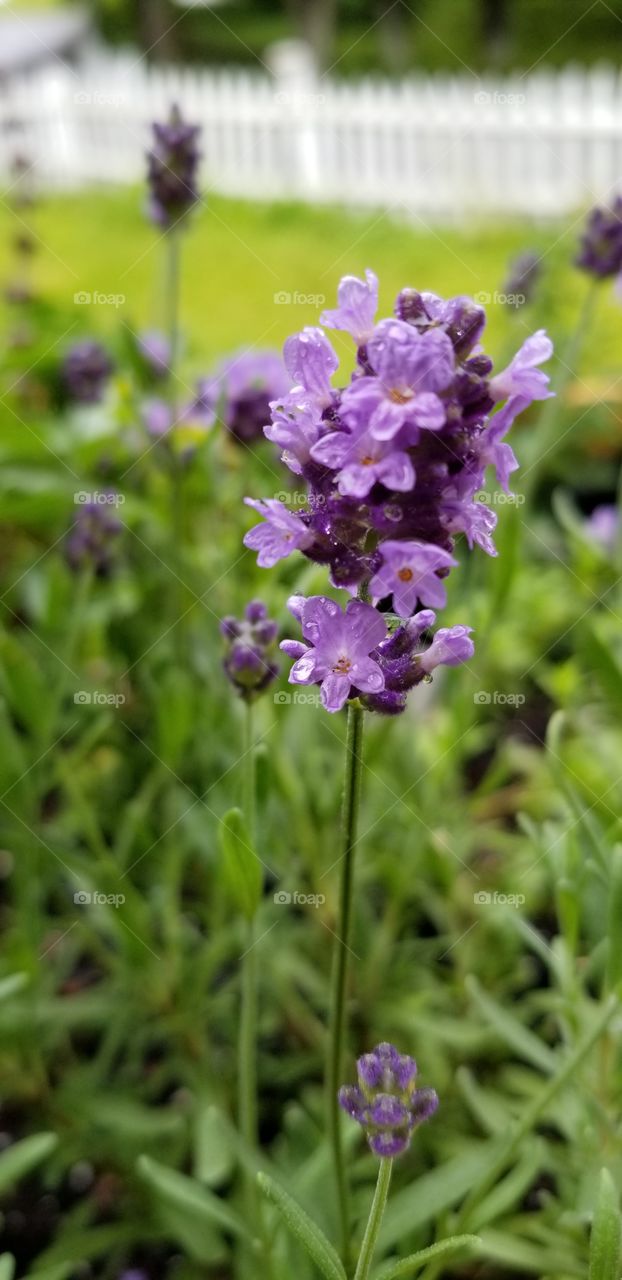 lovely lavender