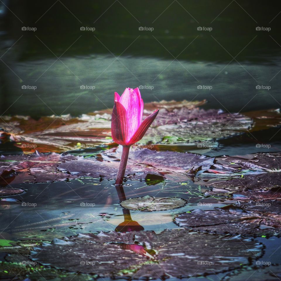 Color in the water - the lotus flower is coming up and is impressively colorful 