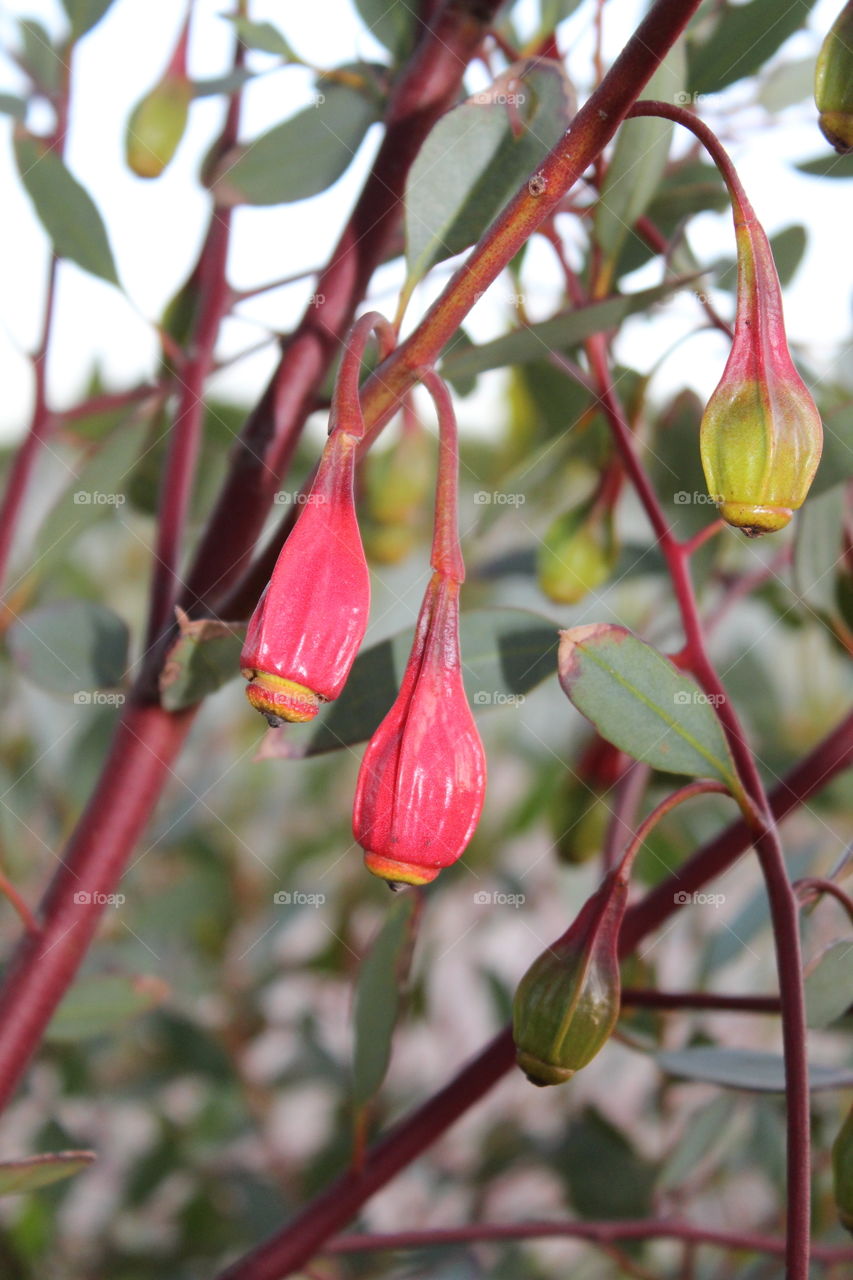 Vibrant colour of a Eucalypt beginning to flower