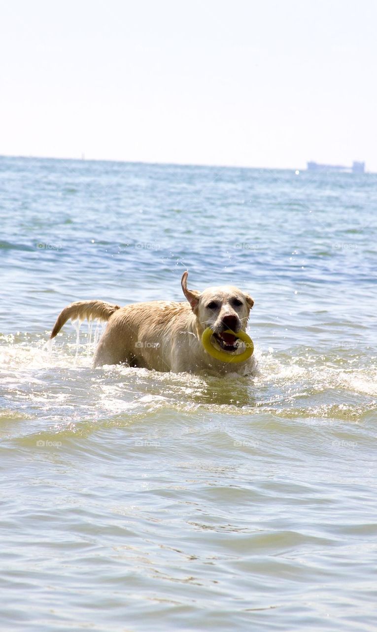 Счастливый пес 