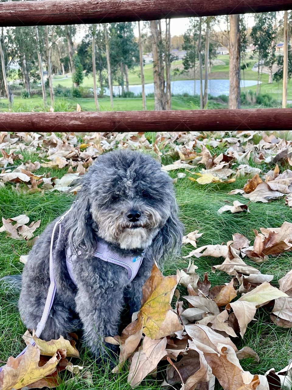 Izzy & Winter Leaves