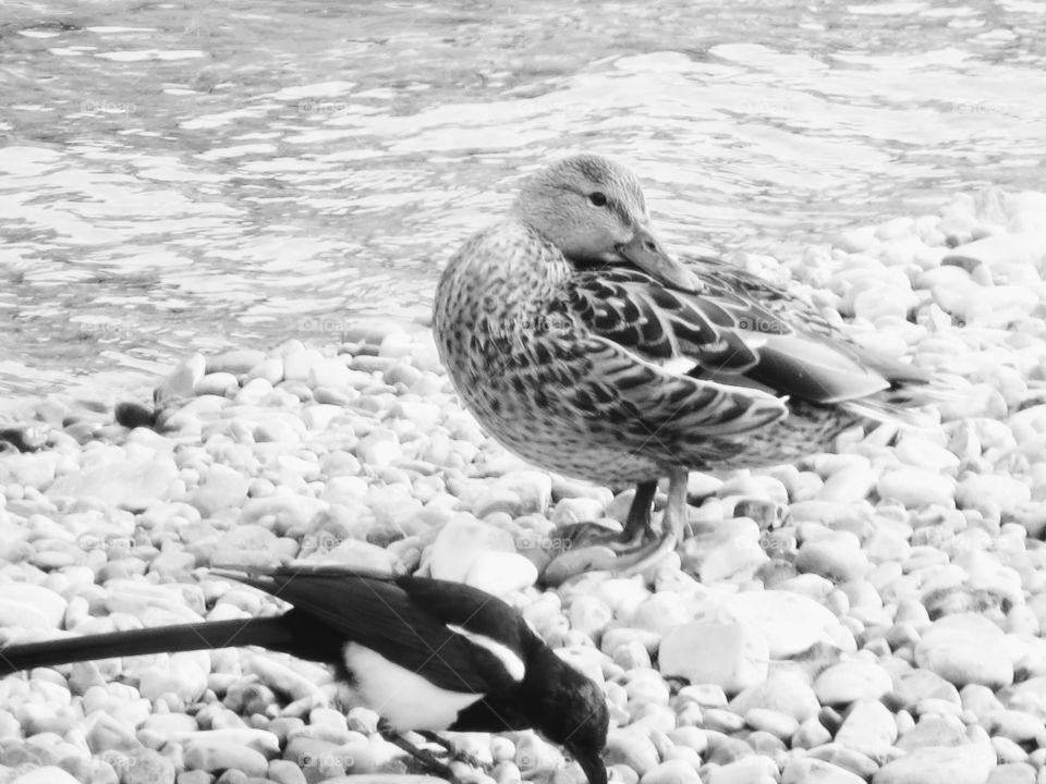 A duck and a magpie in black and white