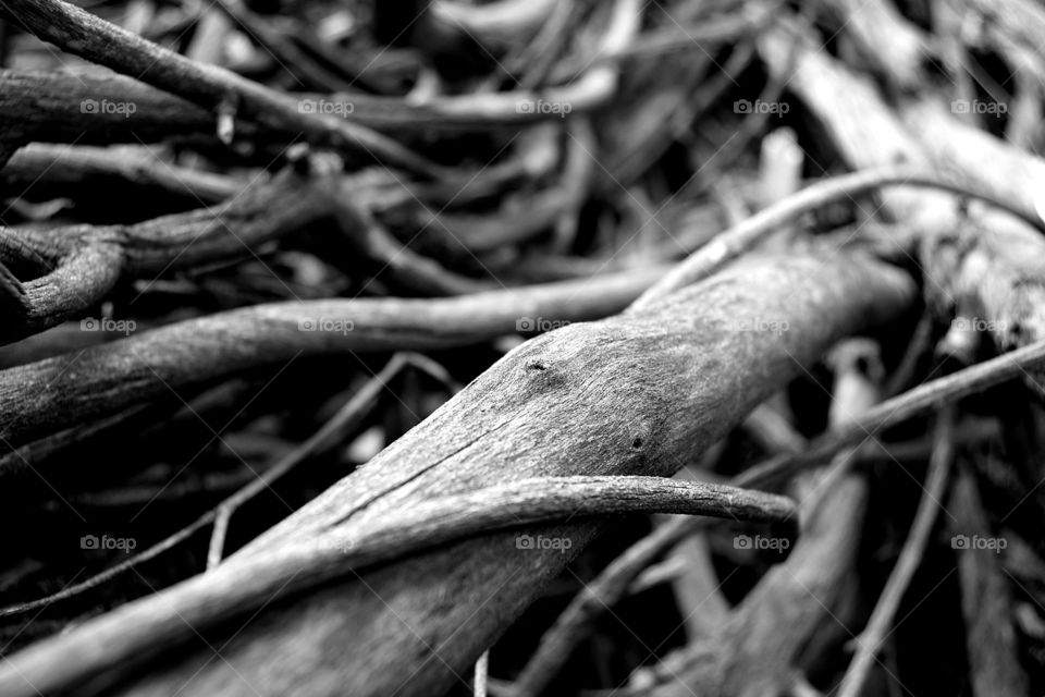 Tree branch tangled