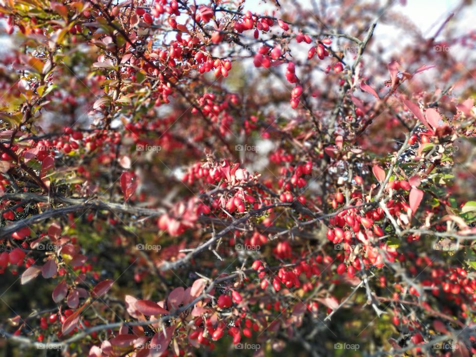 red berries