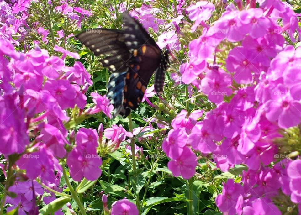 butterfly on flower. gathering nectar