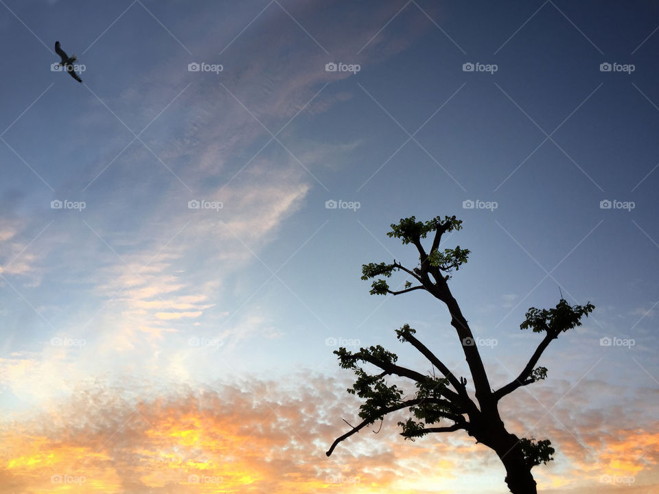 Silhouette of a stunted tree and a flying bird against a sunset