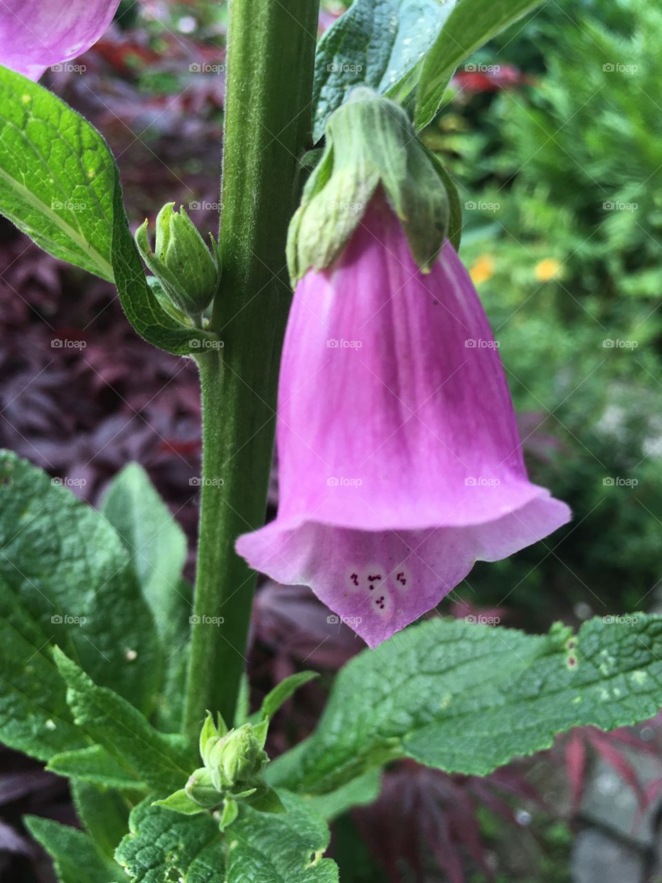 beautiful hanging purple flower