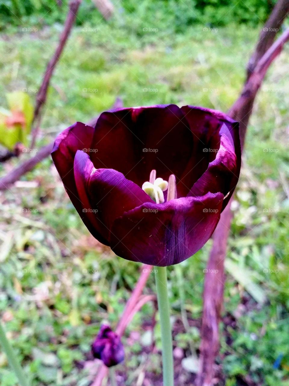 purple tulip