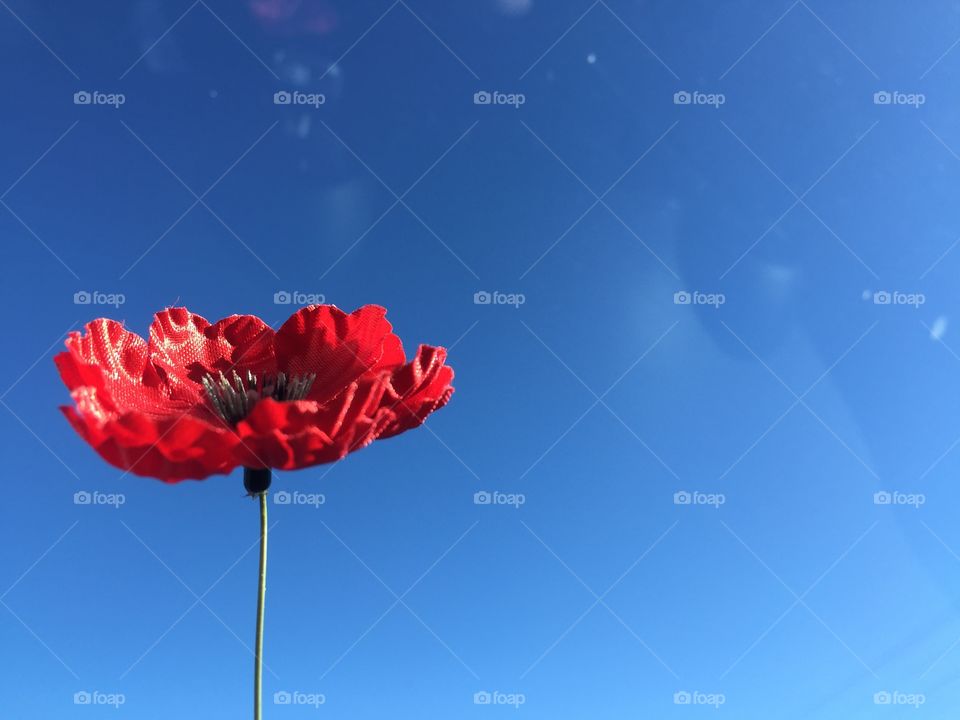 Shooting Articial Flower in Car while going for Groceries, Australia