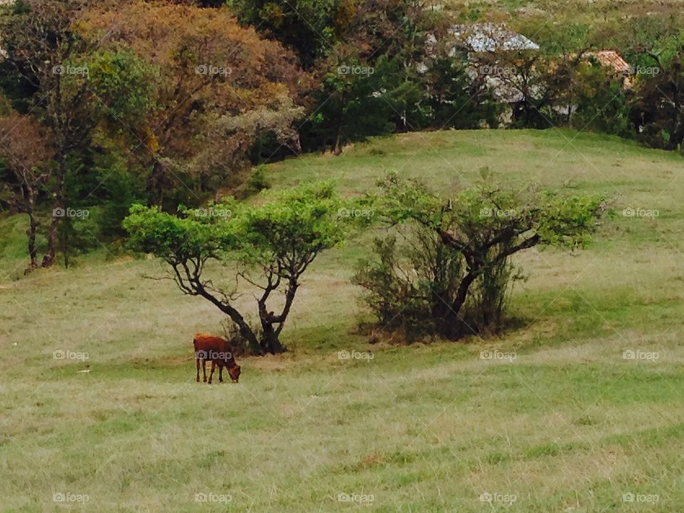 Grazing Cow. Cow grazing by a small grove of trees in the hills of Huehuetenango, Guatemala