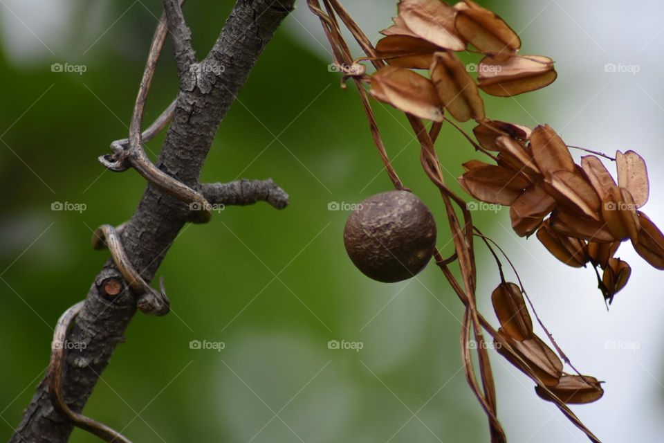 Fraxinus, commonly called ash, is a genus of flowering plants in the olive and lilac family, Oleaceae