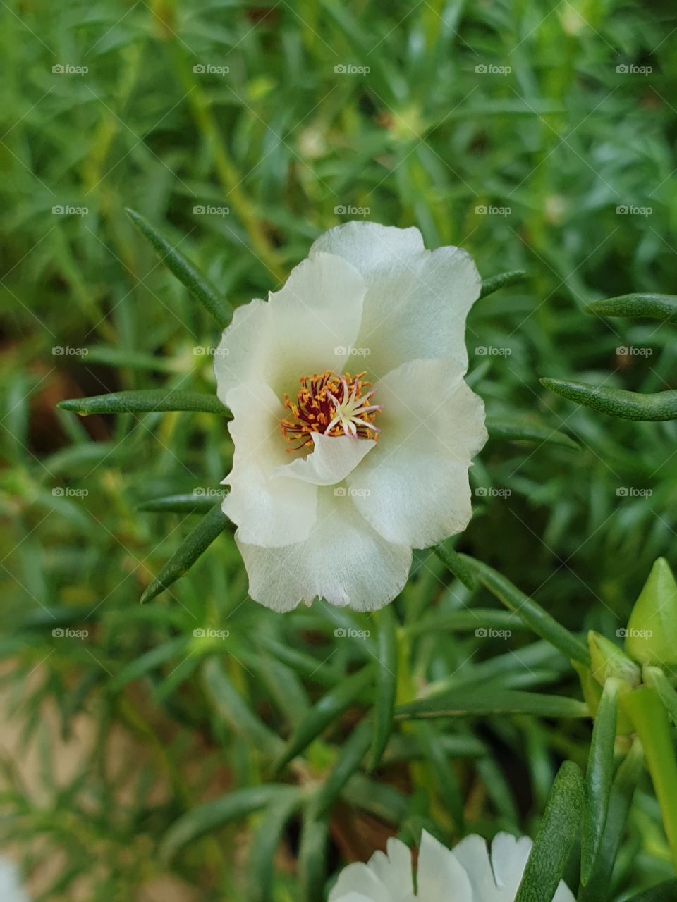 the portulaca grandiflora