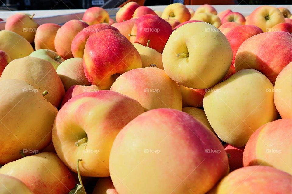 Washington apples freshly picked at the orchard